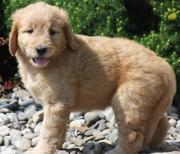 Goldendoodle Puppies for Sale